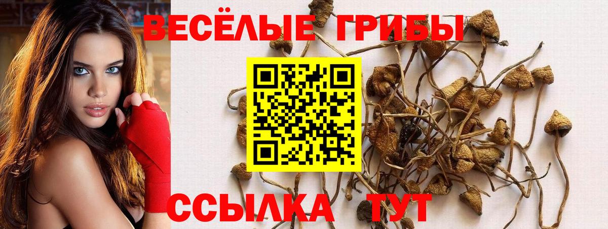 Псилоцибиновые грибы Psilocybine cubensis Дивногорск